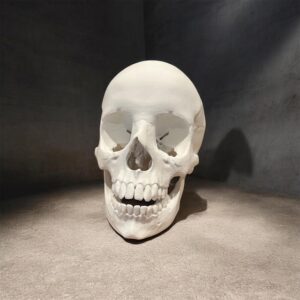 3D Printed Skull
